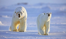 人与动物做爱视频,惊悚视频背后的真相
